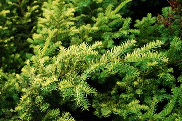 Small fir tree green leaves close up