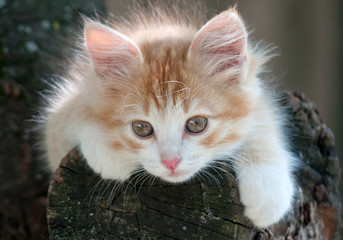 Kitten lying in a tree