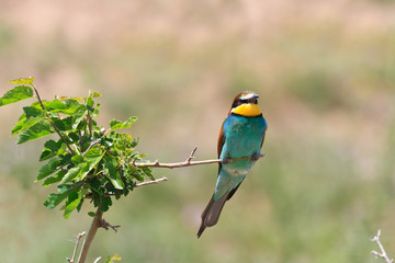 european bee eater (Merops Apiaster)