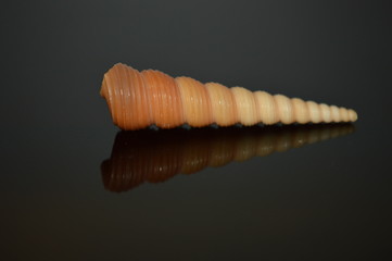 coquillage