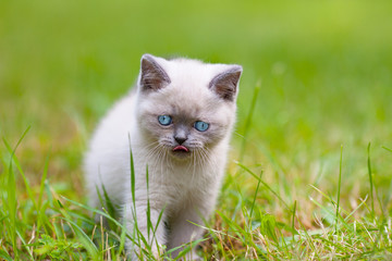 Cute little siamese kitten walking on the grass