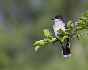 Eastern Kingbird