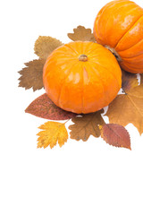 orange pumpkin on autumn leaves isolated and space for text
