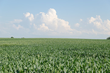 green rye field and blue sky and cloud background