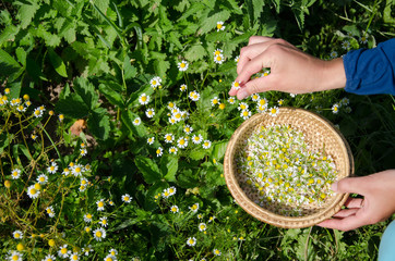 herbalist hand pick camomile herbal flower blooms