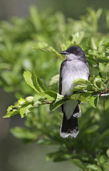 Eastern Kingbird Profile