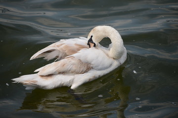 Obraz premium Schwan bei der Gefiederpflege