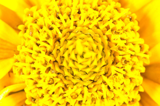 yellow natural background