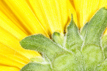 Yellow flower bottom