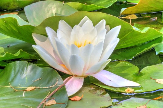 white waterlily and many green leaves