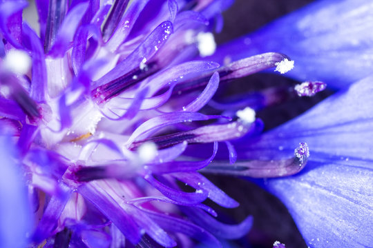 Fototapeta Dark blue flower