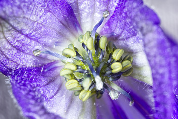 Purple flower inside