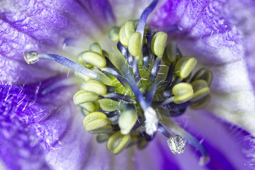 Violet flower inside