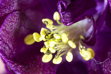 Purple flower macro