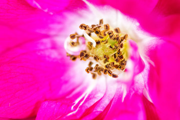 Pink flower and seeds