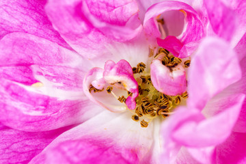 Pink flower inside