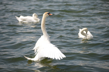 Obraz premium schwimmender Schwan im Flügelschlag