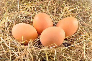 Eggs in hay