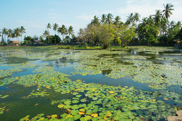 Beautiful lotus lagoon in Candidasa, Bali © Ekaterina Pokrovsky