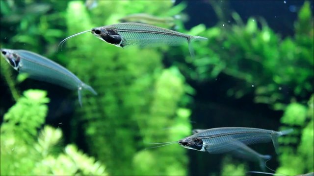 Indischer Glaswels (Glass Catfish) Kryptopterus vitreolus