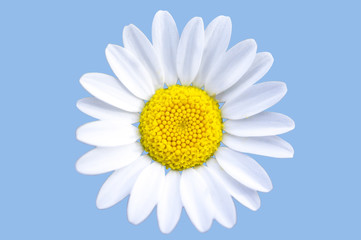 isolated chamomile with blue background