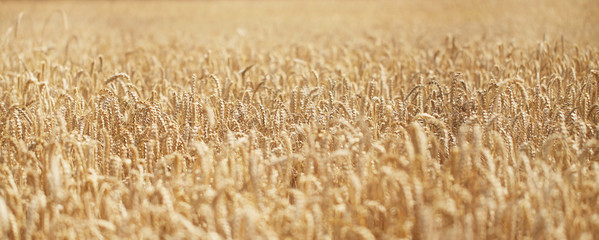 Field of Barley