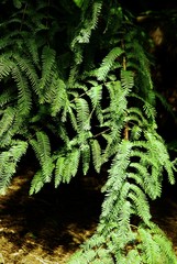 twigs of redwood tree