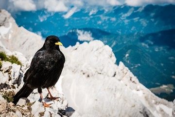 Alpine chough sitting on a rock