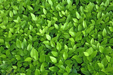 Fototapeta na wymiar Lime Green leaf background