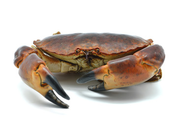 Shellfish: raw crab isolated in white
