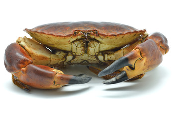Shellfish: raw crab isolated in white - obrazy, fototapety, plakaty