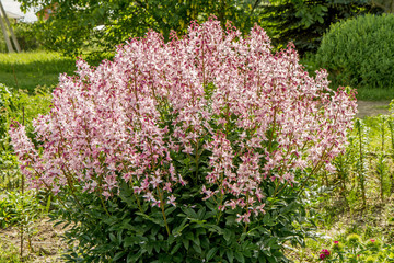 Obraz premium fraxinella