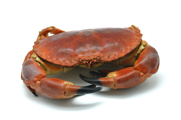 Shellfish: cooked crab isolated in white