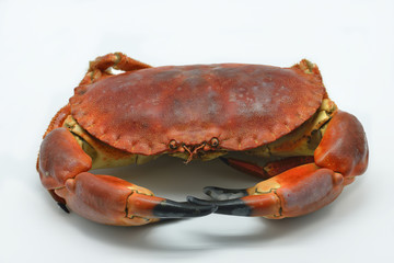 Shellfish: cooked crab isolated in white