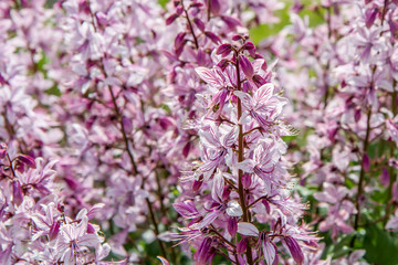 beautiful fraxinella