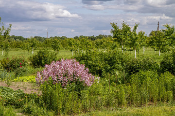 fraxinella and blue sky