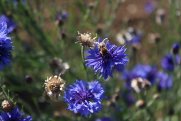 Blume mit Honigbiene