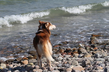 Husky am Strand der Ostsee