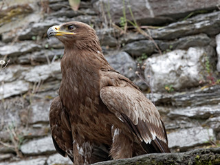 Aquila nipalensis - Aigle des steppes - Steppe Eagle