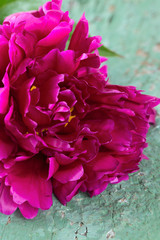colorful peonies on old wooden surface
