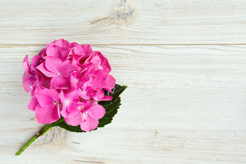 hydrangea flower on wooden surface