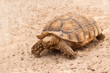 Tortoise