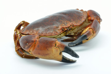 Shellfish: raw crab isolated in white