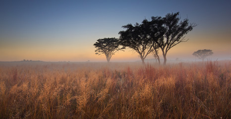 Fototapeta na wymiar Cold cloudless morning sunrise with trees, brown grass and fog