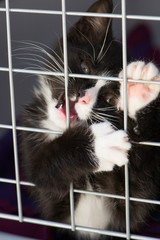 Kätzchen in Transportbox