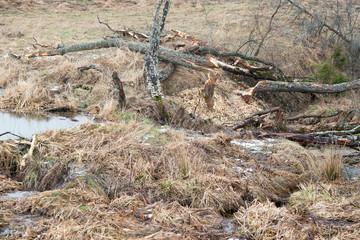 beavers lake