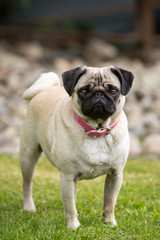 Fototapeta premium Hunderasse Mops