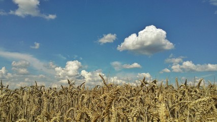 Sommer kornfeld getreide himmel wolken ernte