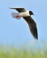 The black-headed gull (Chroicocephalus ridibundus)
