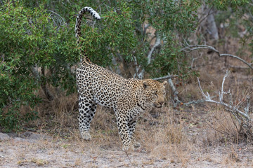 Big male leopard walking in nature to mark his territory
